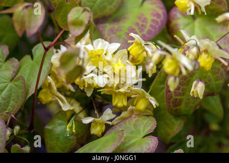 Barrenwort, Epimedium versicolor 'Sulphureum' Banque D'Images