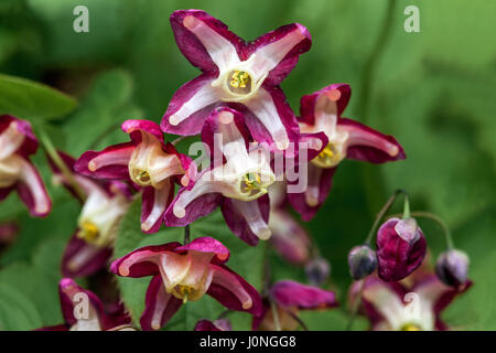 Fleur de rubrum d'Epimedium gros plan Banque D'Images