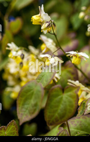 Barrenwort, Epimedium versicolor 'Sulphureum' Banque D'Images