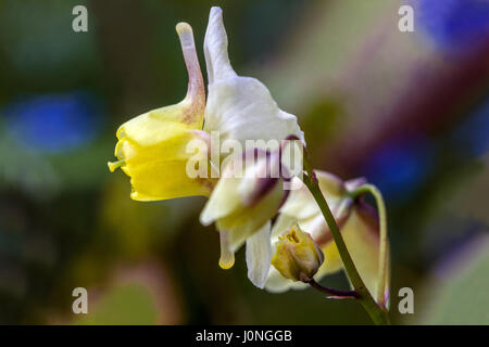 Epimedium versicolor sulfureum gros plan sur la fleur Barrenmoort Banque D'Images