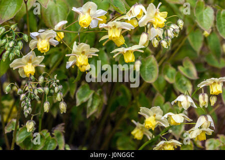 Epimedium versicolor 'Sulphureum', Barrenwort Banque D'Images