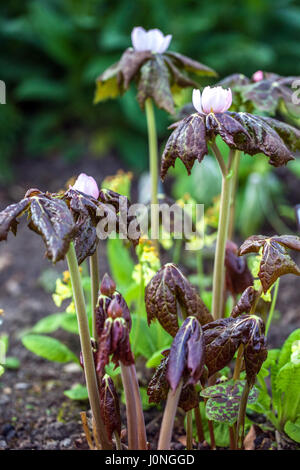 Podophyllum hexandrum, Apple peut l'Himalaya, Sinopodophyllum Banque D'Images