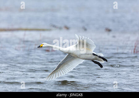 , Cygne chanteur Cygnus cygnus, en vol et à l'entrée dans à la terre avec des ailes et des plumes à l'échelle de propagation Welney Wetland Centre, Norfolk, UK Banque D'Images