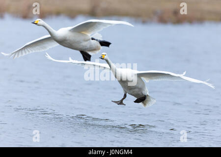 Paire de cygnes chanteurs, Cygnus cygnus, en vol et l'atterrissage avec les ailes écartées à Welney Wetland Centre, Norfolk, UK Banque D'Images