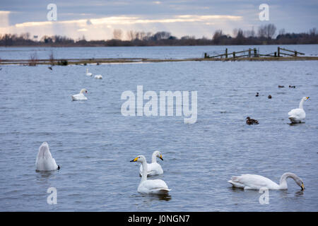 Groupe de cygnes chanteurs, Cygnus cygnus, avec des canards dans le lac paisible scène à Welney Wetland Centre, Norfolk, UK Banque D'Images