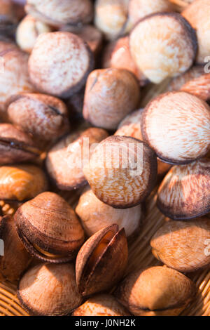 Matières coques - coques - mollusques bivalves marins en vente au marché de la rue Bordeaux, France Banque D'Images
