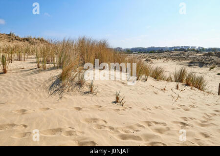 Empreintes de pas sur les dunes de sable des dunes du Westhoek, La Panne, Belgique. Banque D'Images