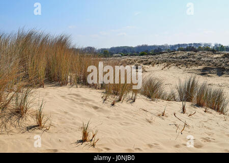 Empreintes de pas sur les dunes de sable des dunes du Westhoek, La Panne, Belgique. Banque D'Images