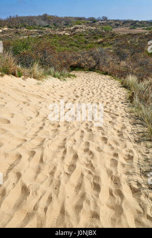 Empreintes de pas sur les dunes de sable des dunes du Westhoek, La Panne, Belgique. Banque D'Images