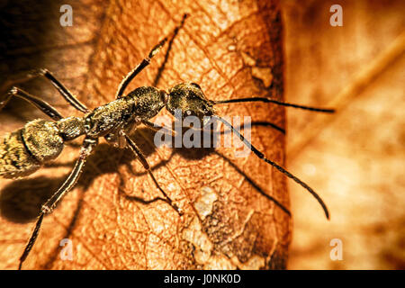 Big Black fourmis sur feuille Macro view Banque D'Images