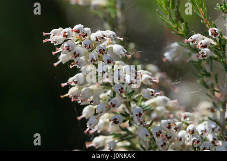 Fleurs de bruyère d'arbre sur Kamenjak, Croatie Banque D'Images