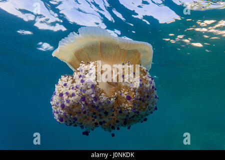 Gelée méditerranéenne dans la mer Adriatique près de la péninsule de Kamenjak, Croatie Banque D'Images