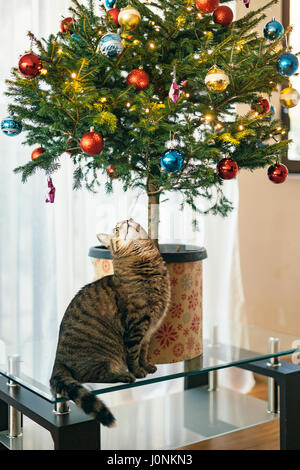 Le chat sous l'arbre de Noël. Petit arbre dans un pot, dans l'appartement est sur la table basse en verre. Banque D'Images