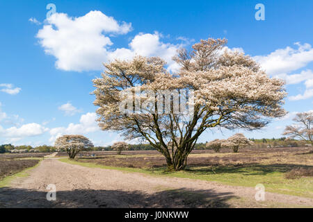 La lande avec chemin de sable comme bridleway pour l'équitation et l'Amelanchier lamarkii en fleurs au printemps, arbres Hilversum, Pays-Bas Banque D'Images