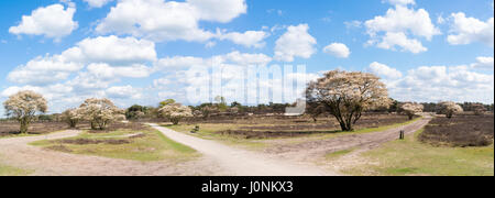 Panorama de la lande avec arbres en fleurs blanc Amelanchier lamarkii, piste cyclable et chemin d'herbe pour l'équitation, Pays-Bas Banque D'Images