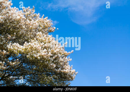 Haut de l'amélanchier Amelanchier lamarkii en fleurs ou d'arbres avec des fleurs blanches et bleu ciel au printemps, Pays-Bas Banque D'Images