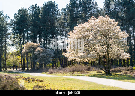 L'amélanchier Amelanchier lamarkii en fleurs ou arbres et sentier, landes, Pays-Bas Banque D'Images