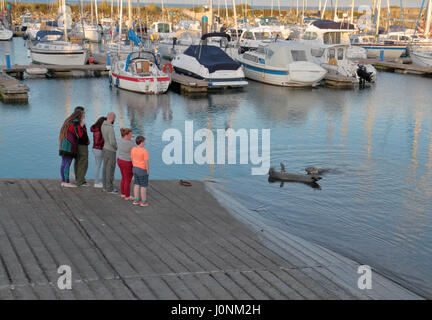 Un groupe regarder les phoques résidents visitant Kilmore Quay Harbour, dans le comté de Wexford, Irlande (Eire). Banque D'Images