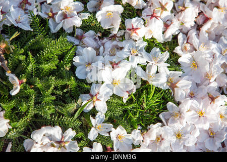 Vue de dessus de fallen cherry blossom flowers. Banque D'Images