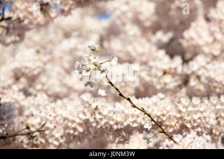 Une branche de fleurs en fleurs devant un arrière-plan flou de fleurs. Banque D'Images