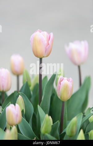 Vue de côté de l'élégant soft pink Tulip fleurs sur un fond gris. Banque D'Images