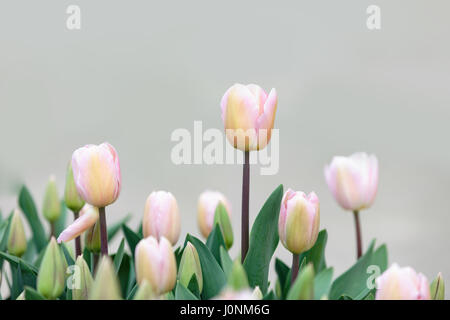 Vue de côté de l'élégant soft pink Tulip fleurs sur un fond gris. Banque D'Images