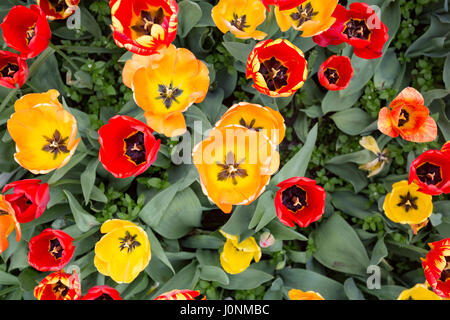 Vue de dessus d'un champ de jaune, rouge et orange Tulip fleurs. Banque D'Images