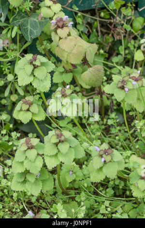 Un petit exemple de purpueum rouge à fleurs violettes / Lamium à côté d'un sentier. Banque D'Images
