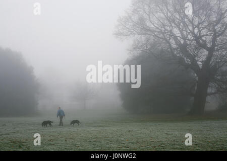 Homme marchant ses chiens à Broomfield Park, Londres, sur un brumeux matin d'hiver glacial. Banque D'Images