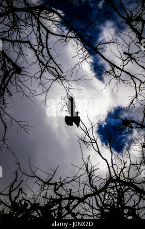 Corbeau noir. Banque D'Images