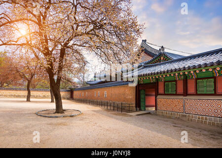 Gyeongbokgung palace avec cherry blossom tree au printemps dans la ville de Séoul de Corée, la Corée du Sud. Banque D'Images