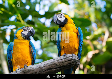 Des perroquets, ara bleu et jaune Ara ararauna, les oiseaux d'Or Banque D'Images