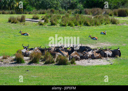 Les animaux, des gnous à Disney Animal Kingdom, Disney World, Orlando, Floride Banque D'Images