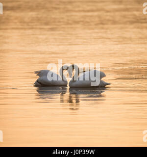 Paire accouplée de cygnes tuberculés à poser en forme de coeur classique sur le lac en hiver Banque D'Images