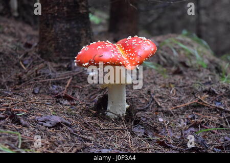 Amanita muscaria champignon rouge profond dans la forêt des Carpates Banque D'Images
