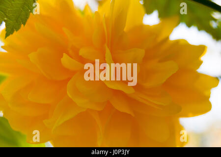 Temps de printemps japonica vexille macro close-up Banque D'Images