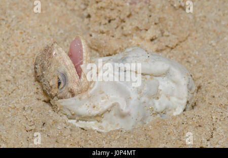 Laudakia stellio peint Dragon (brachydactyla) de l'Œuf à couver Banque D'Images