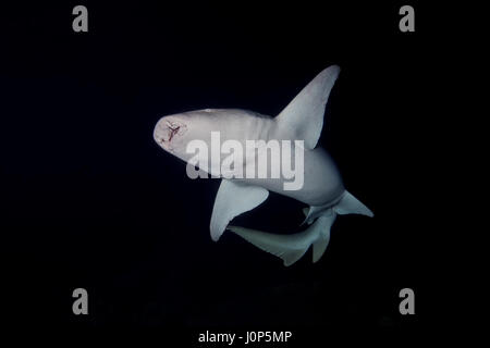 Requin nourrice fauve - Nebrius ferrugineus nage dans la nuit, l'Océan Indien, les Maldives Banque D'Images