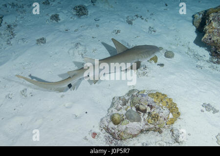 Requins nourrice fauve (Nebrius ferrugineus) nage sur le fond sablonneux dans la nuit, l'Océan Indien, les Maldives Banque D'Images