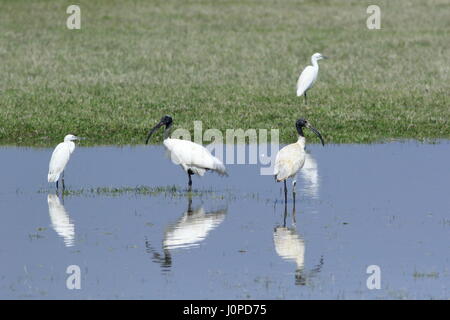 Ibis à tête noire, localement appelé Kalo Matha à Kastechora Nijhum Dwip à Hatia dans. Noakhali, Bangladesh Banque D'Images