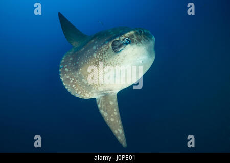 Ocean poisson lune, Mola mola, Bali, Indonésie Banque D'Images