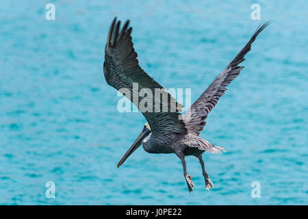 Brown, Pelecanus occidentalis, Baja California, Mexique Banque D'Images