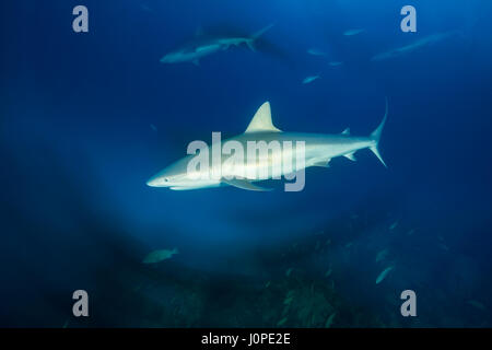 Requin de récif des Caraïbes, Carcharhinus perezi, Caraïbes, Bahamas Banque D'Images
