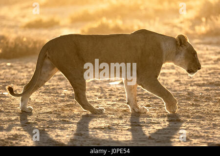 Lionne à Etosha National Park, Namibie Banque D'Images