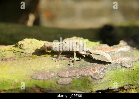 Le gecko à queue de feuille (Uroplatus sikorae) camouflée sur un arbre à Madagascar Banque D'Images