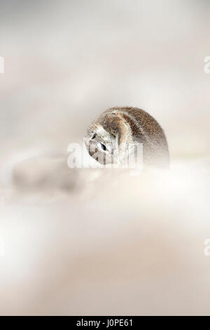 Écureuil terrestre dans le parc national d'Etosha, Namibie Banque D'Images