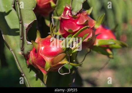 Fruit du dragon ou Pitaya Pitaya plantation en Thaïlande Hylocercus undatus Banque D'Images