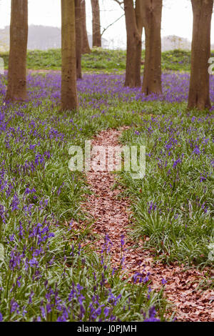 Chemin par Bluebell Wood, Wiltshire Banque D'Images