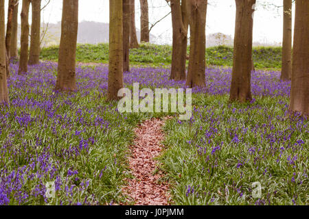 Chemin par Bluebell Wood, Wiltshire Banque D'Images