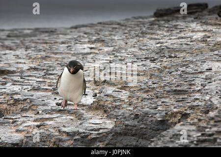 Rockhopper sur l'île plus sombre Banque D'Images